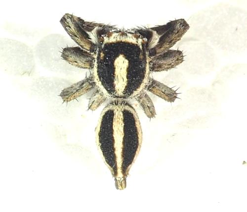 Leptofreya sp.